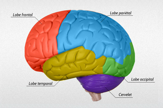 Cerveau