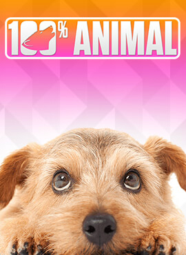 100% Animal - Saisons 1 à 4